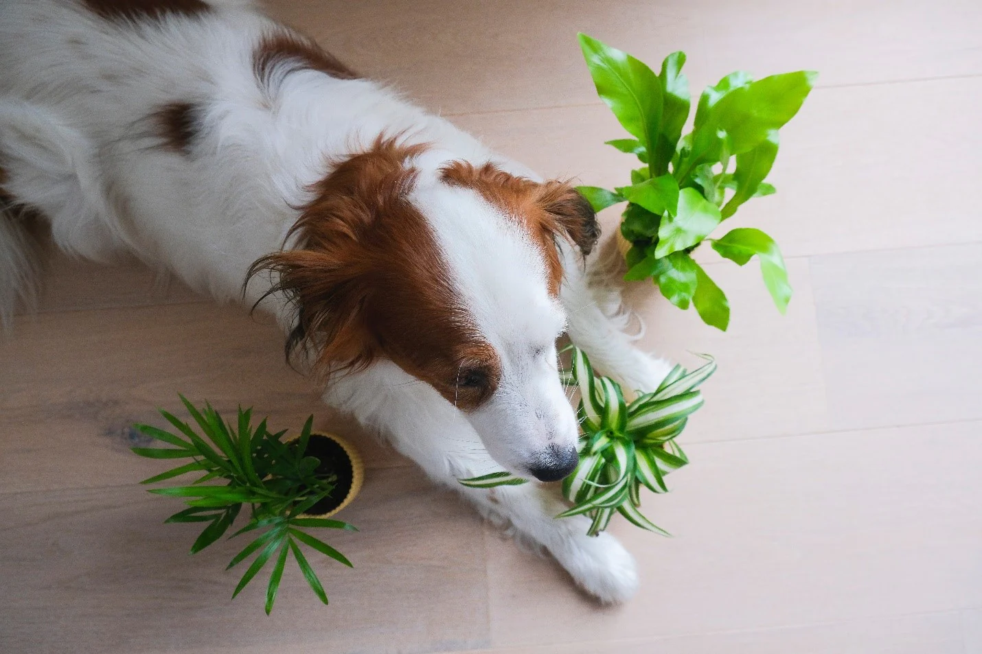 Pawsitively Gorgeous: Transform Your Space with The Holy Grail List of Pet-Safe Plants 🌼🐶