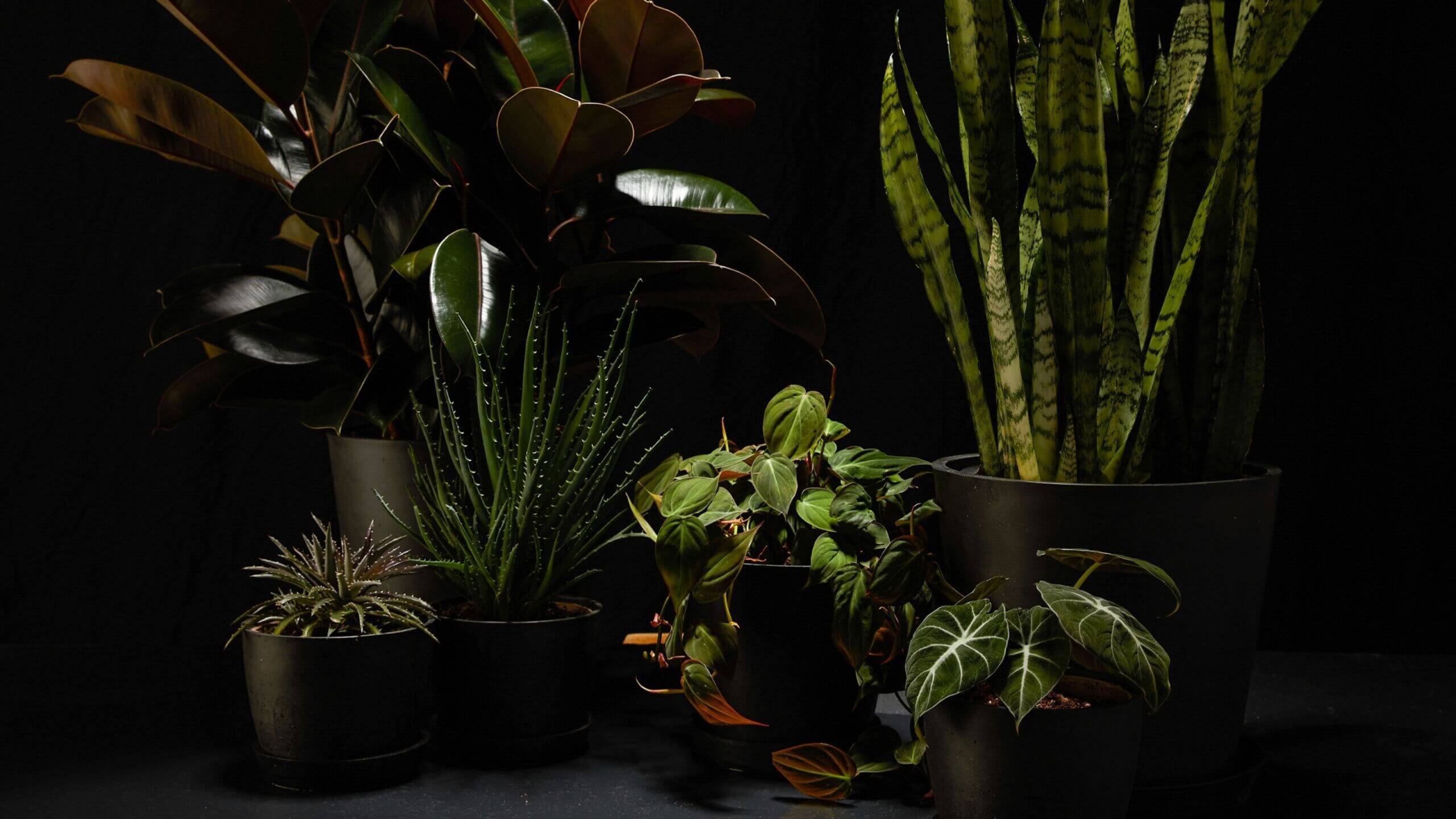 Embrace the Dim: Transform Shady Corners with These 8 Resilient Houseplants
