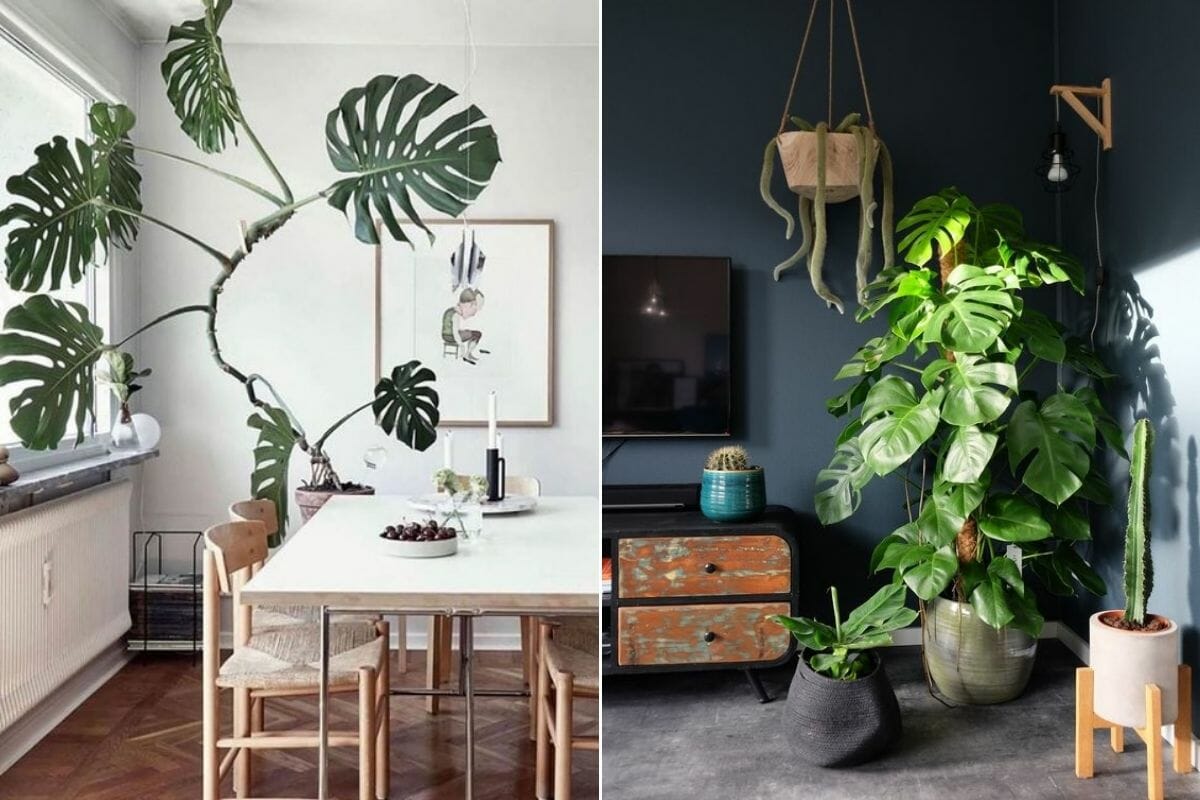 Nature’s Touch: The Science Behind Plant-Infused Design for Ultimate Wellbeing 🌱🏡