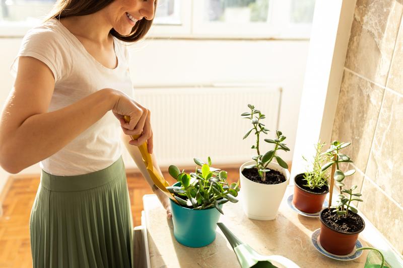 Green Enchantment: 7 Lucky Plants Guaranteed to Fill Your Home with Prosperity and Positive Vibes!