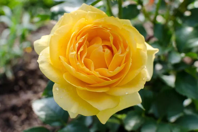 Blossoming Beauty: Your Ultimate Guide to Selecting the Perfect Roses for a Jaw-Dropping Garden!