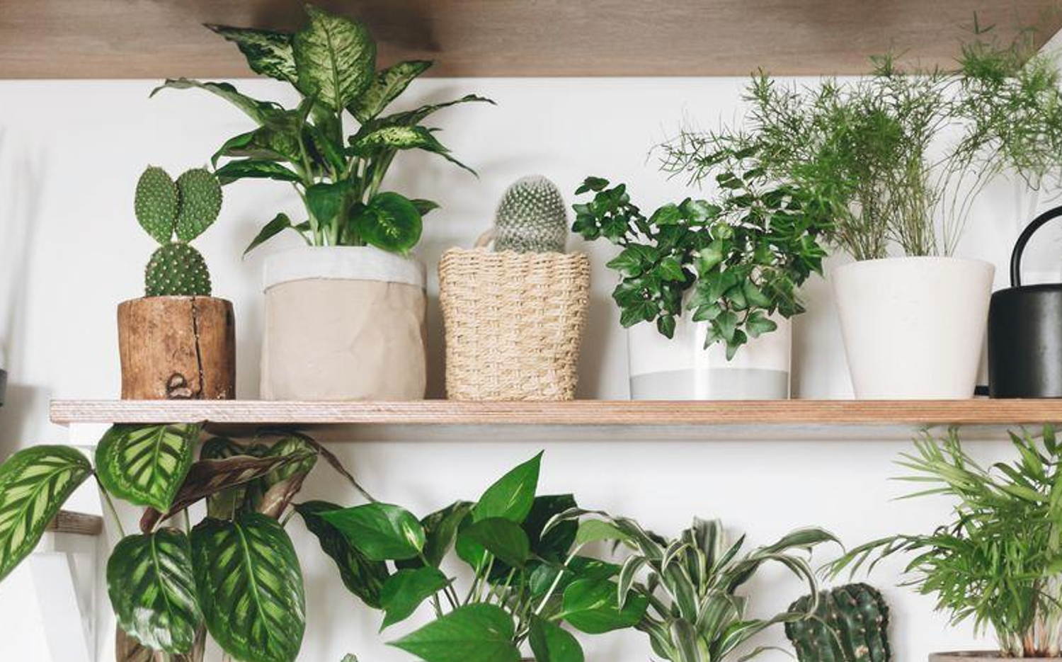 16 Gorgeous Indoor Plants for Home and How to Take Care of Them