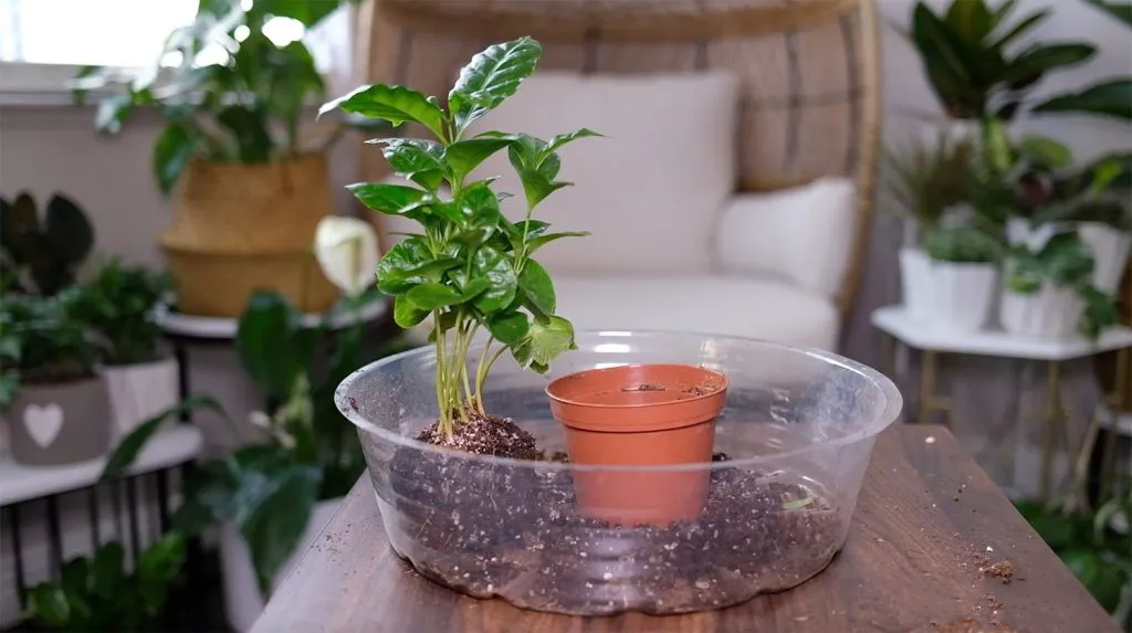 From Bean to Leaf: Growing Your Own Coffee Plant House Garden